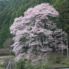 神田（かだ）の桜