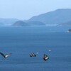 何というロマンだろう、2,000Kmの海を渡る「チョウ」がいる。