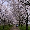 今朝の木場潟公園　春満開