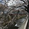 石神井川の桜@中板橋