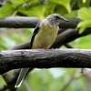 日本　文殊の森公園のキセキレイ