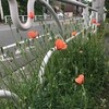 収束を早めるPCR検査拡充
