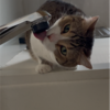 蛇口に集まる愛猫たち╰(*´︶`*)╯♡