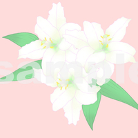 【ストックイラスト】百合の花の背景・飾り花２