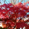 高校の前の紅葉