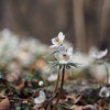 四阿屋山-花薫る春の低山-