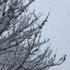 ３月８日（水）朝から雪寒さが戻った。