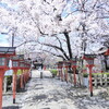 【六孫王神社】桜トンネルが灯篭を彩る！恋の架け橋で縁結び＆おみくじも♪