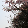 きのうの、ザンビの桜&#10084;
