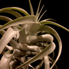 【Tillandsia cacticola long form silver】