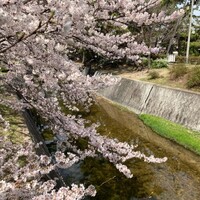 観光名所で取る桜　〜やっぱ綺麗だなぁ〜