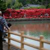 京都 長岡天神のｷﾘｼﾏﾂﾂｼﾞ 2