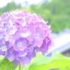 【写真スポット】京都の名所 紫陽花の寺『柳谷観音 楊谷寺』｜京都府長岡京市