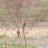 シロハラオウチュウ white-bellied drongo