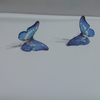 青い蝶々は幻想的なので虫の中で唯一好き