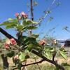 もうじき咲きます〜リンゴの花が