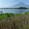 盛夏の河口湖湖畔で富士山を撮ってみる