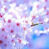 『桜咲く縁側の景色』老夫婦にお子ちゃまエネルギーを与えるお花見