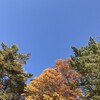晩秋の浅間高原：空の青さと木々の色づきと