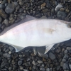 雨上がりのI浜海岸・・・短時間勝負で釣りします。久し振りの青物が🐟