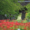 雨だけど彼岸花が見頃の「西方寺」に行って来た。