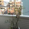 植え替えの季節