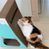 簡単☆手作り猫の爪とぎヾ(=ﾟ･ﾟ=)ﾉﾆｬﾝ♪