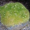 桜と呪術
