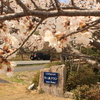 ３月３１日　京都、大原の桜