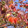  秋の日の奈良さんぽと「くるみの木」