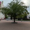 【サイクリングダイアリー ＃１１】曇り空の不安定の中の桑園 琴似コース
