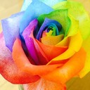 世界中の花を持って