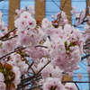 石川県庁舎の「桜並木」が満開