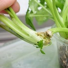 ラベンダーの挿し木方法 発根まで1ヶ月かかるので気長に待ちましょう 春色ソレイユ ラベンダーの挿し木方法 発根まで1ヶ月かかるので気長に待ちましょう 春色ソレイユ