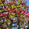 海棠の開花状況