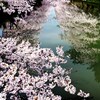 弘前公園の桜 by 外堀