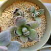 🌵多肉植物 新入り多肉さんの植え替え③ダルマ月兎耳 他🌵