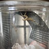透明感