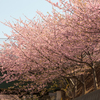 河津桜を見に行こう！！！！桜編