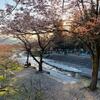 大津谷公園キャンプ場の魅力！川のせせらぎを感じながら花見をしよう！
