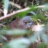  葛飾区水元公園での探鳥体験