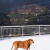 伊予柑は爽やかな香り＆水仙の散歩道♪