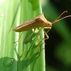 🐞小石川植物園で昆虫撮影❗