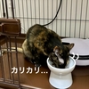 早寝の飼い主の横でカリカリASMR。