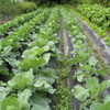 越路の秋野菜