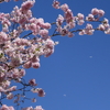 想い川桜