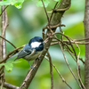 秋深い山野の水場を覗くと……＂オオルリ若鳥＂＂キビタキ＂＂コガラ＂＂ヤマガラ＂など　　野鳥撮影《第369回》