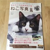 猫の本 みるだけで自律神経が整うねこ写真～疲労や不調をやさしく癒す可愛く楽しいねこワールド～