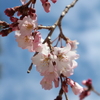 心晴れる桜の開花