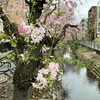 🌸さくら・桜・SAKURA 🌸